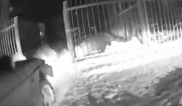 Томский лихач протащил инспектора ДПС на двери своей машины