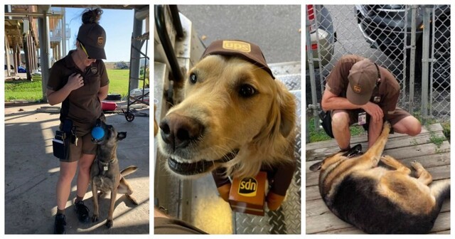 25 собак, которые очень любят почтовых курьеров