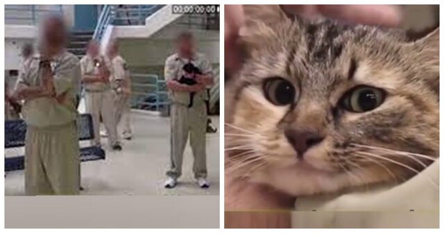 Животнотерапия: заключённым разрешили брать к себе котов