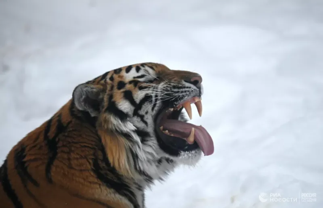 В Приморье мужчину признали виновным в распространении фейков о тиграх