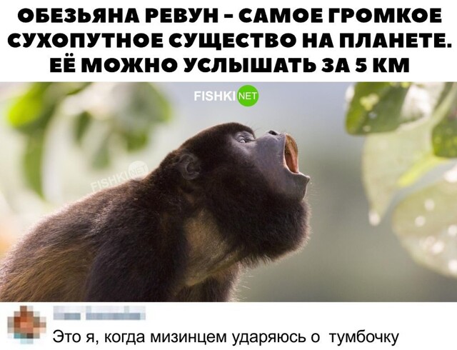 Обезьяна ревун