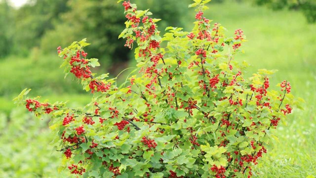 Смородиновый куст в саду: выращиваем вкусные ягоды