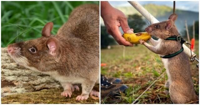 Чайлдфри дикой природы: самки хомяковых крыс научились заращивать влагалище