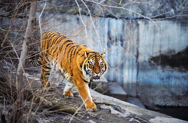 Тигрицу, совершавшую набеги на дальневосточный поселок, удалось поймать ночью