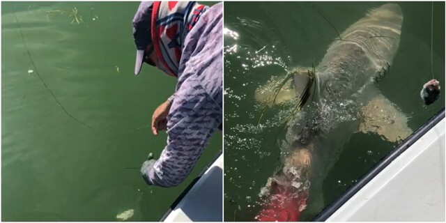 Американец поймал акулу, которую укусила рыба покрупнее