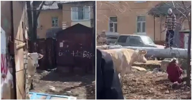 Корова устроила переполох в Хабаровске