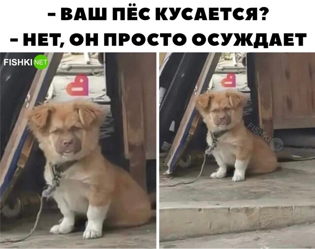 Осуждающий пёс