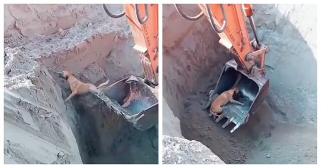 Экскаваторщик вытащил пса из ямы на стройплощадке