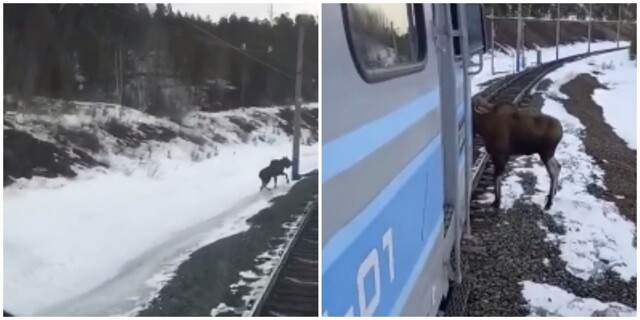 Не в меру любопытный лось в Якутии интересуется поездами