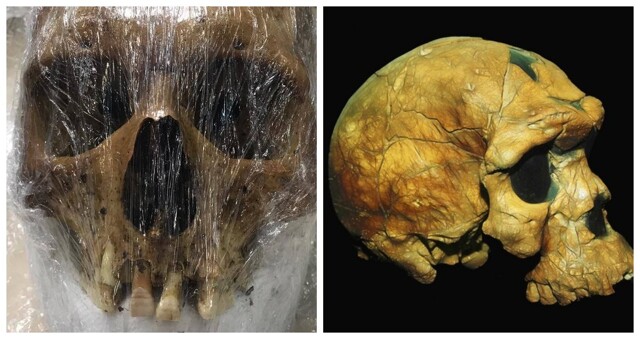 Во Внуково в отправленной в США посылке обнаружили человеческий череп