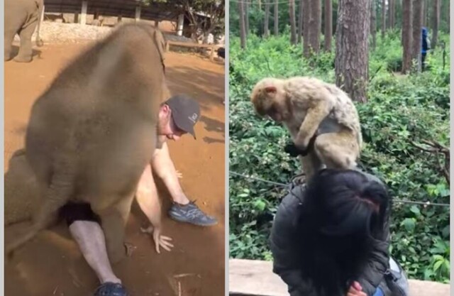 Когда животные в зоопарках решили показать, кто тут главный