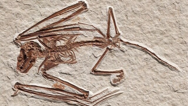 Палеонтологи нашли самые древние скелеты летучих мышей