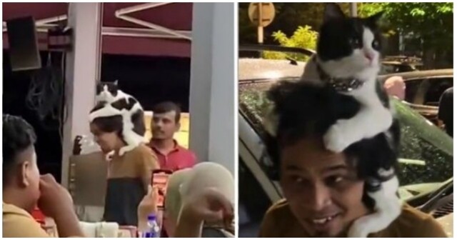 Мужик под управлением кота был замечен в Малайзии