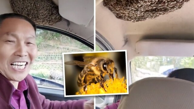 Невозмутимый автомобилист делит свою машину с целым роем пчёл