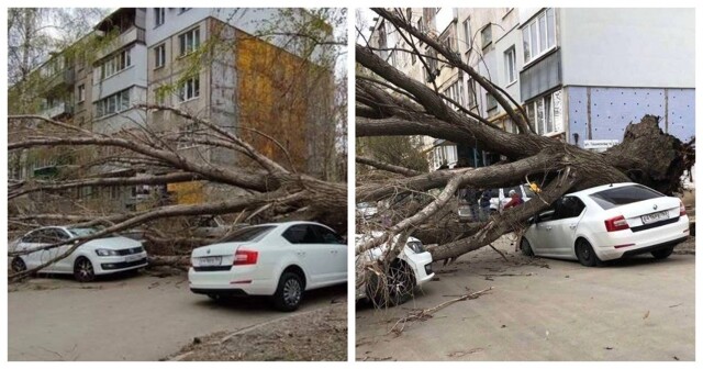Падение огромного дерева на машину с пассажирами попало на видео