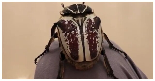 Впечатляющий размер жука-голиафа