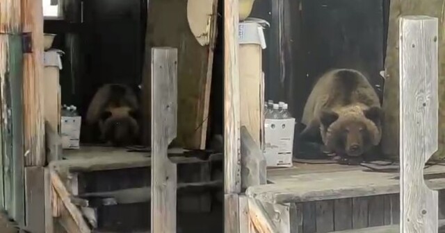 «Лёг и лежит, никуда не уходит»: медведь поселился на веранде жилого дома