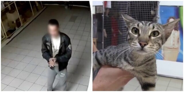 В Саратове мужчина украл породистого кота "для себя"