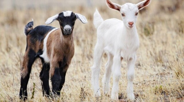 Обморочные козы: зачем американцы вывели породу коз с очень слабыми нервами