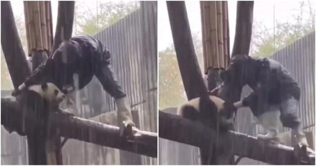 Упрямая панда заставила сотрудников зоопарка в ливень лезть на дерево