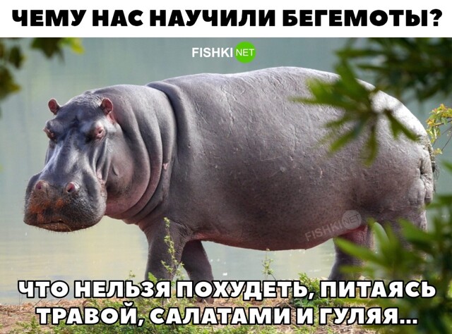 Чему нас научили бегемоты
