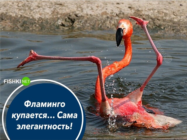 Сама элегантность