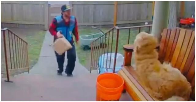 Добродушный пёс встречает сотрудника службы доставки