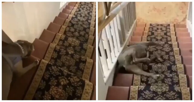 Пёс использует лестницу в доме в качестве аттракциона