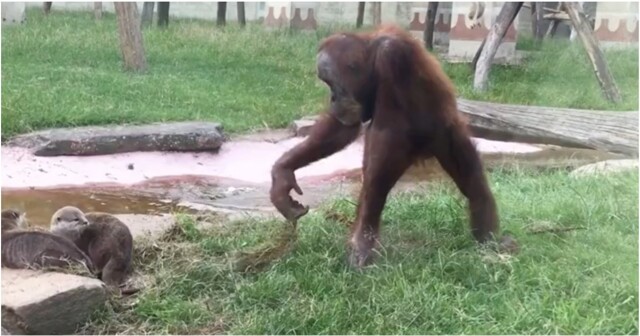 Орангутан пожалел, что пристал к выдрам