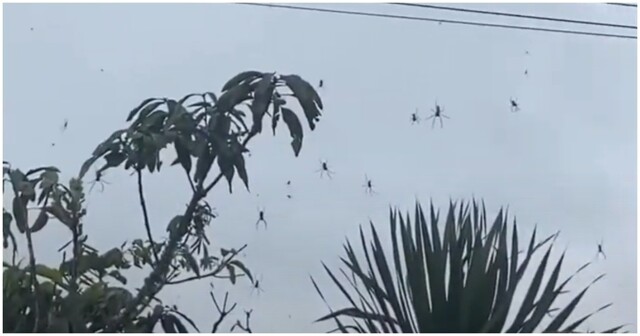 Парящие пауки на Бали пугают отдыхающих