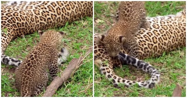 Детёныш леопарда устроил охоту на хвост мамы