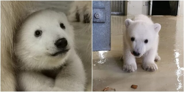 Просто чудо: в немецком зоопарке родился белый медвежонок