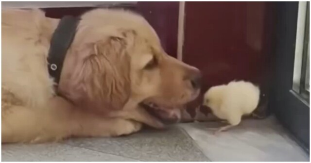 Любопытный цыплёнок подставил пса 