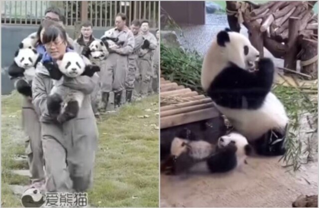 Вся правда о том, как это — работать с большими пандами
