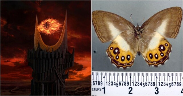 Новый вид бабочек назвали в честь главного злодея из "Властелина колец"