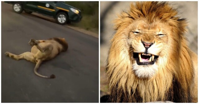 Типичный кот: лев объелся и прилёг на дороге