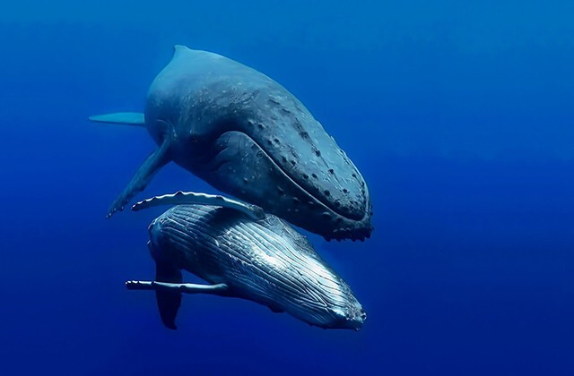 Горбатые киты устроили себе спа на дне Тихого океана
