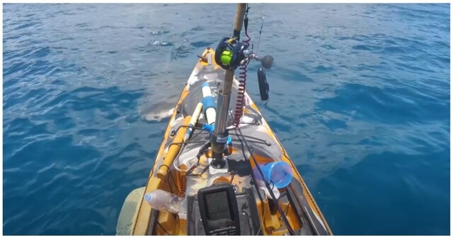 Тигровая акула атаковала рыбака на Гавайях