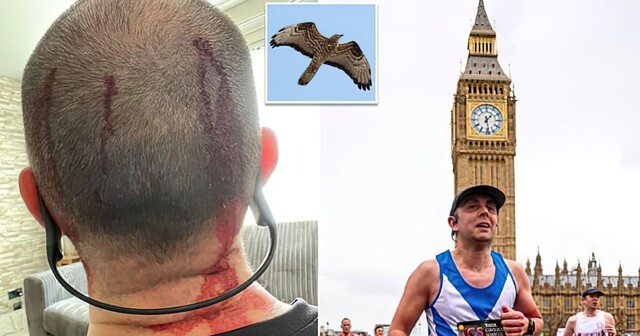 В Шотландии бегун дважды стал жертвой нападения хищной птицы