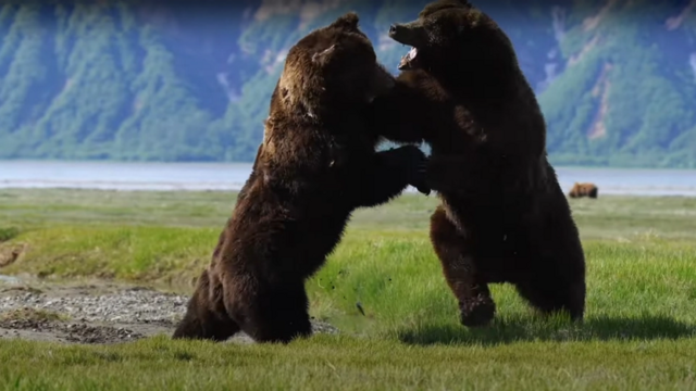 Два медведя гризли сошлись в бою