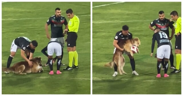Пёс выбежал на поле и отобрал мяч у футболиста