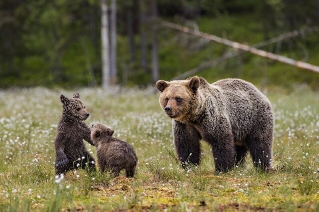 Русские делятся инструкцией на случай встречи с медведями