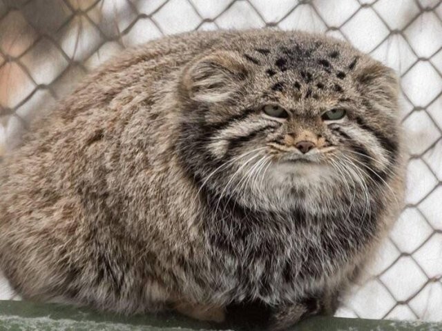 Намешалось