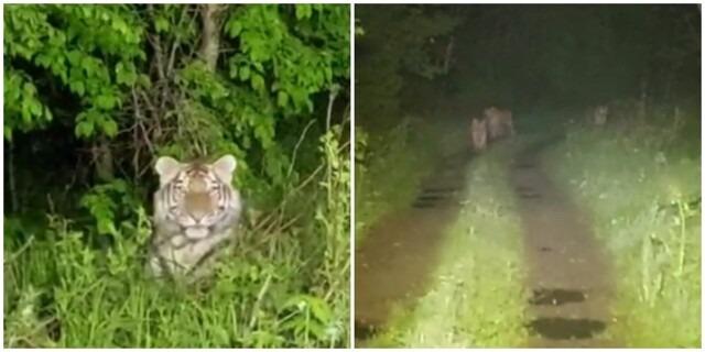 "Какая тут рыбалка!": мужики встретили четырёх тигров