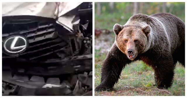 В Хабаровском крае машина на полном ходу сбила медведя, но косолапый выжил и разгромил Lexus обидчика