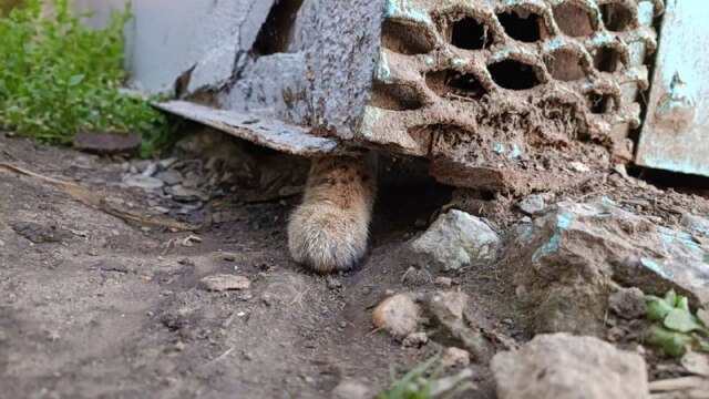 В Краснодаре нашли запертыми в гараже несколько диких кошек