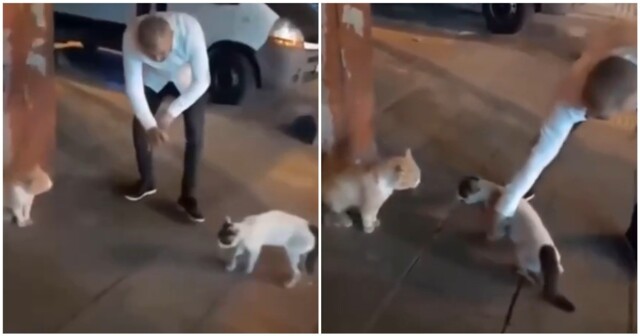 Мужчина предотвратил драку котов