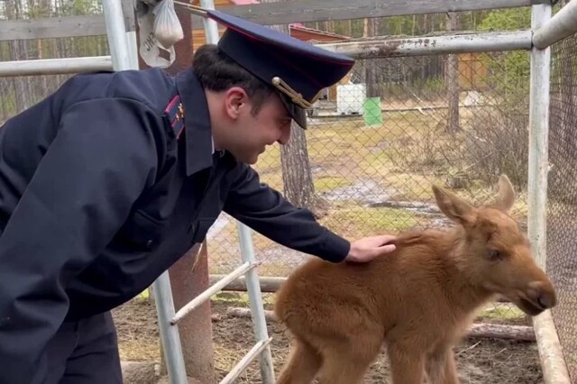 В Якутии спасли осиротевшего новорождённого лосёнка