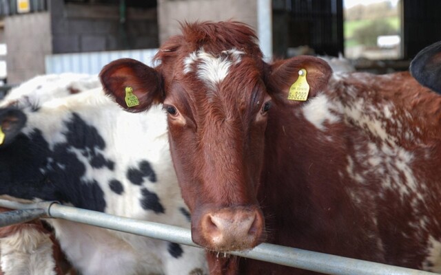 Ирландия планирует уничтожить 200 000 дойных коров "ради климата"
