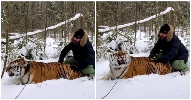 Тигровый массаж